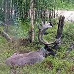 Olos Koti Muonio