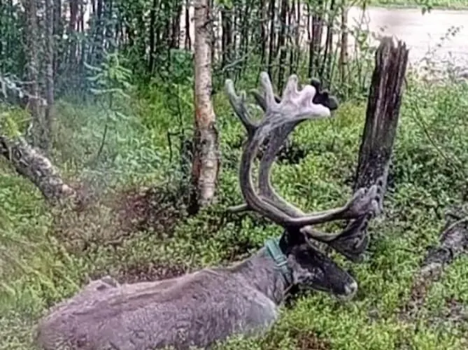 Olos Koti מואוניו